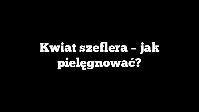 Kwiat Szeflera Jak Piel gnowa Pi knie Urz dzony